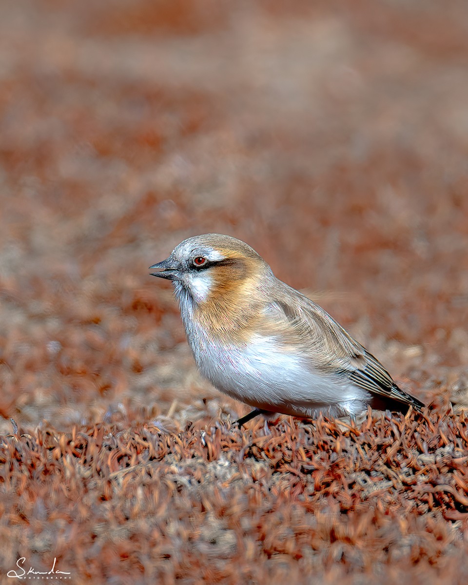 Rufous-necked Snowfinch - ML612353744