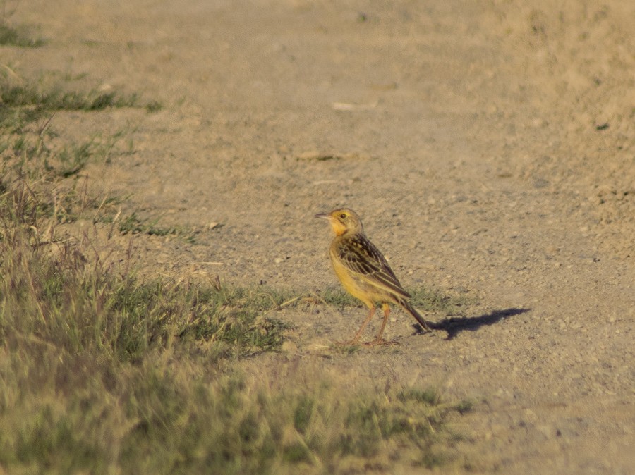 Yellow-breasted Pipit - ML612354283