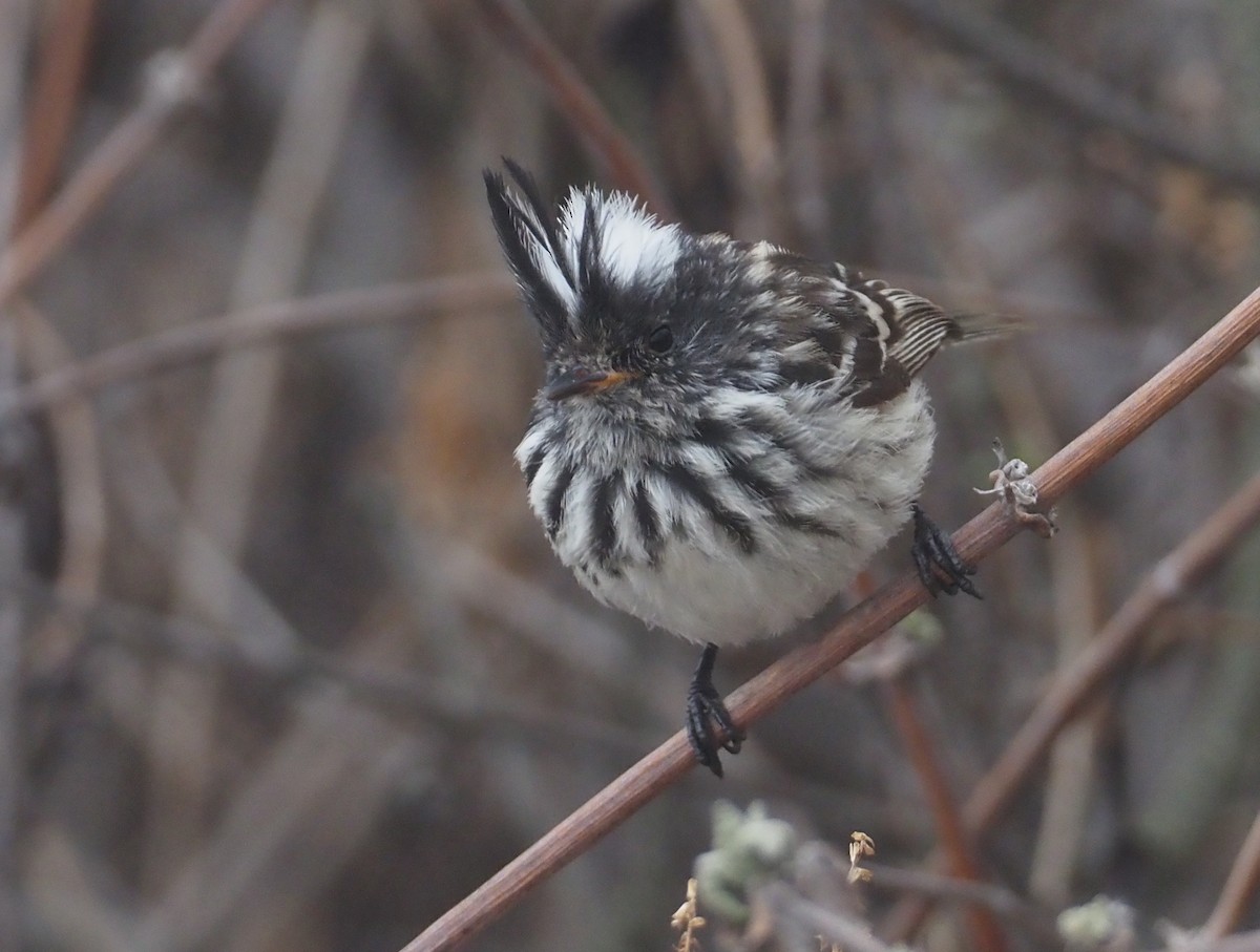 Pied-crested Tit-Tyrant - ML612354358