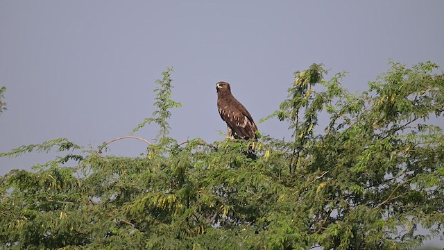 Greater Spotted Eagle - ML612354626