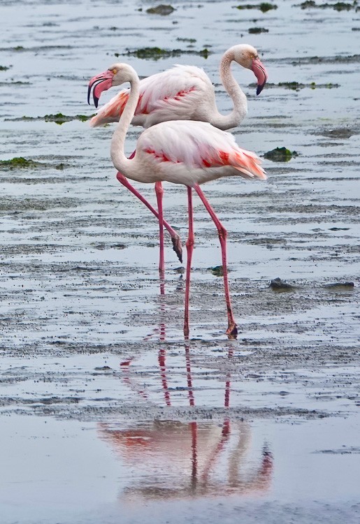 Greater Flamingo - ML612354751