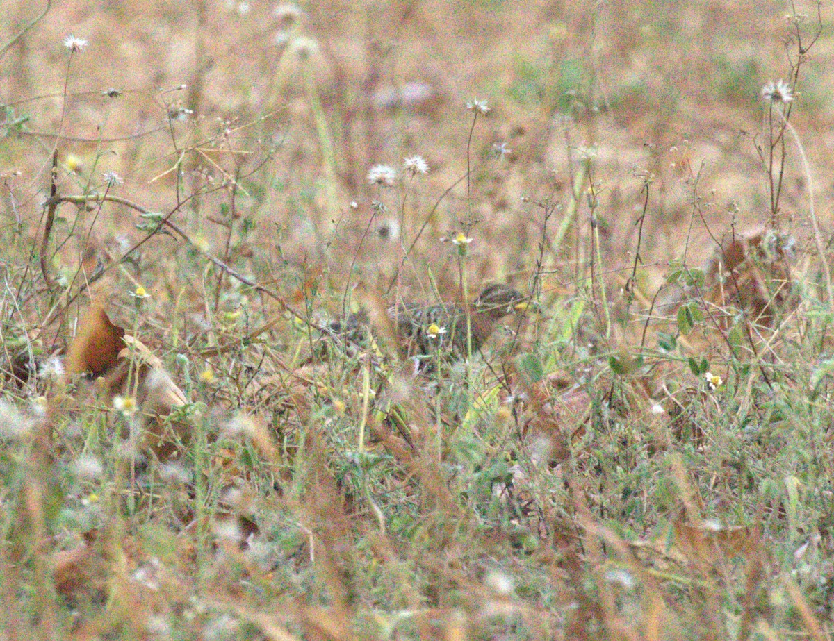Red-backed Buttonquail - ML612354822