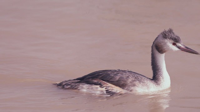 Great Crested Grebe - ML612355142