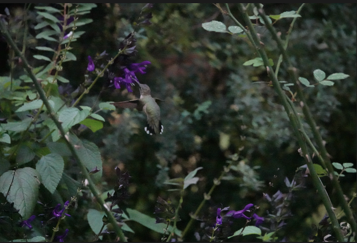 Black-chinned Hummingbird - ML612355248