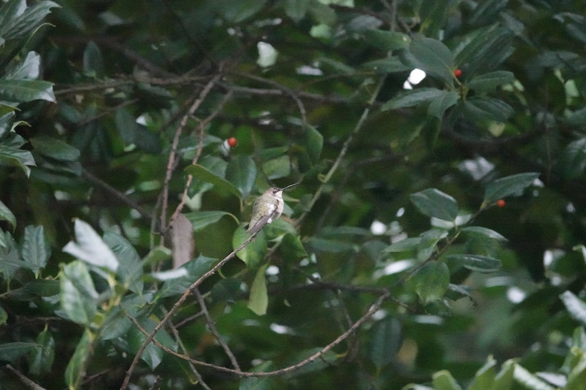 Black-chinned Hummingbird - ML612355249