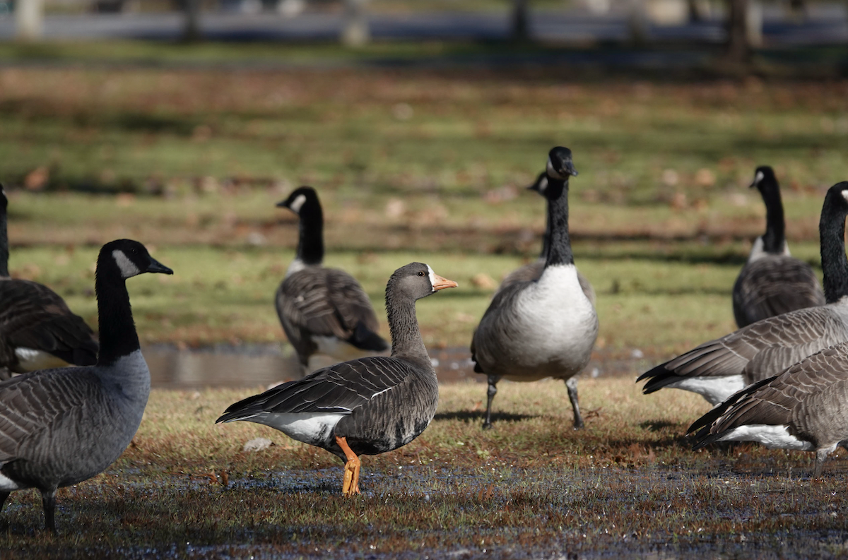 Greater White-fronted Goose - ML612355373