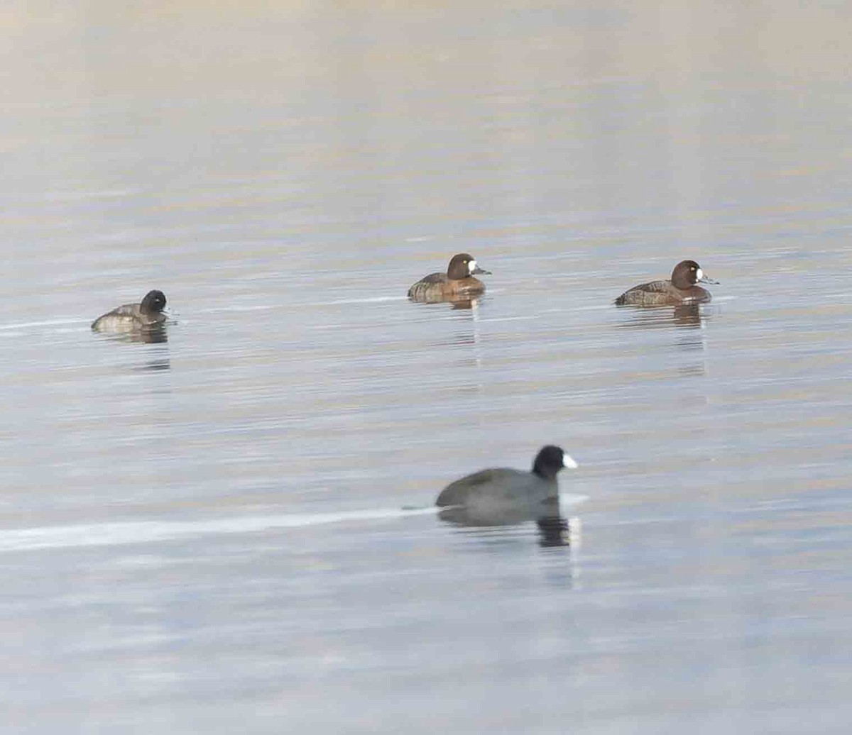 Greater Scaup - ML612355410