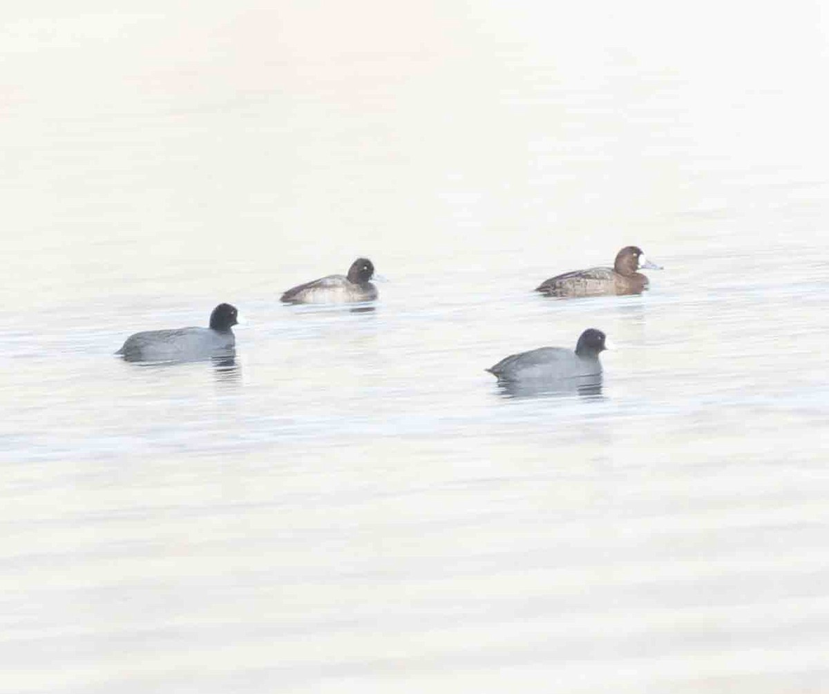 Greater Scaup - ML612355411