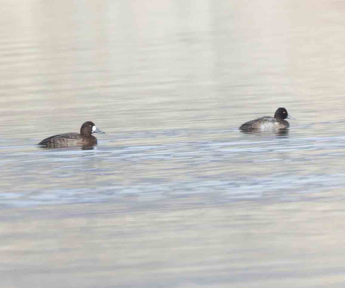 Greater Scaup - ML612355412