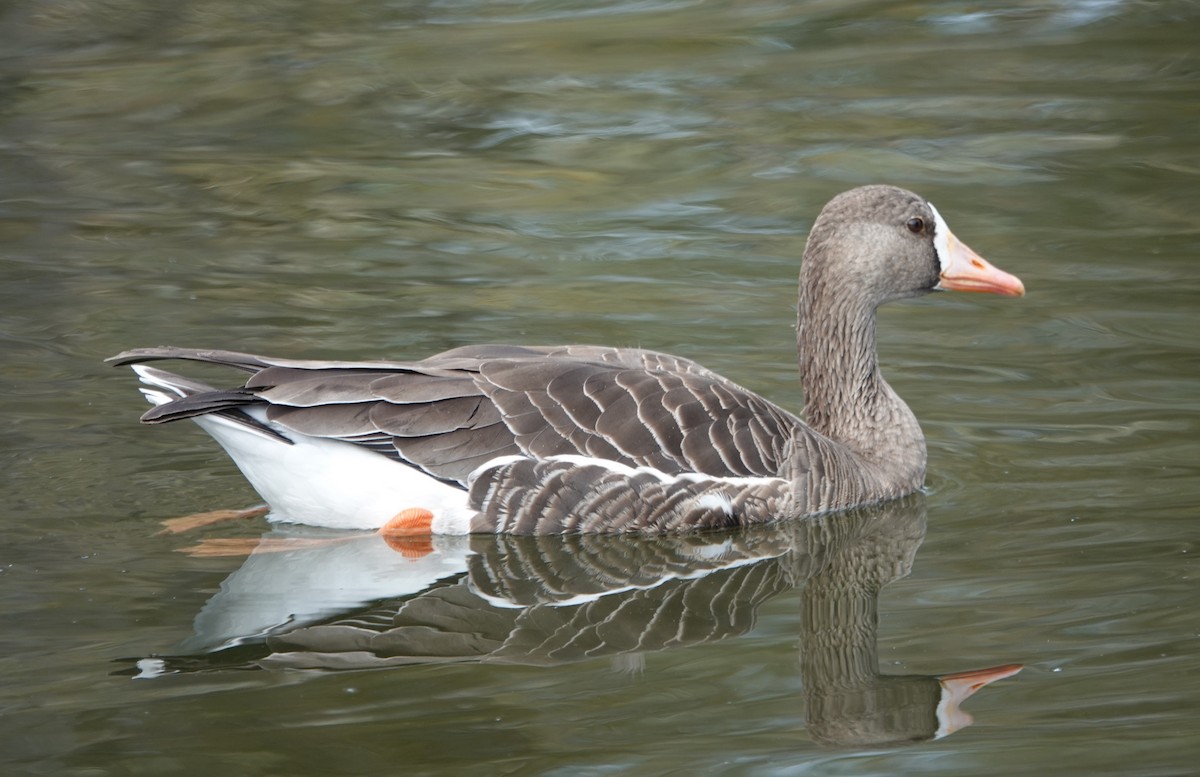 Greater White-fronted Goose - ML612355459