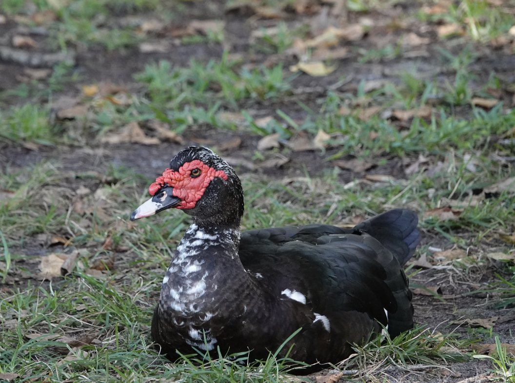 Muscovy Duck (Domestic type) - ML612355487