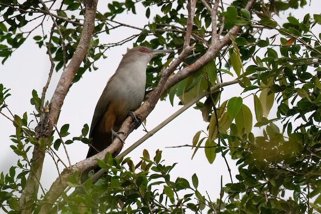 Puerto Rican Lizard-Cuckoo