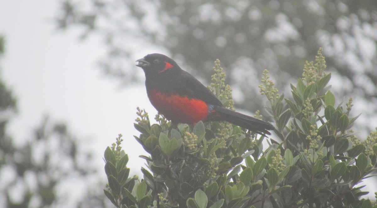 Scarlet-bellied Mountain Tanager - ML612355653