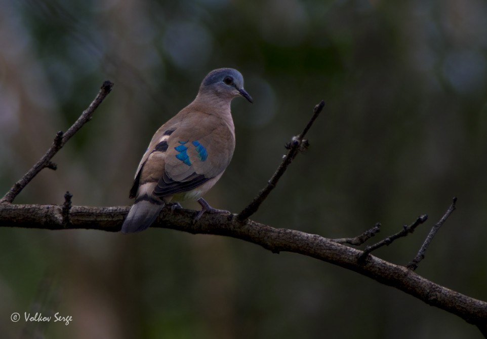 Emerald-spotted Wood-Dove - ML612355798