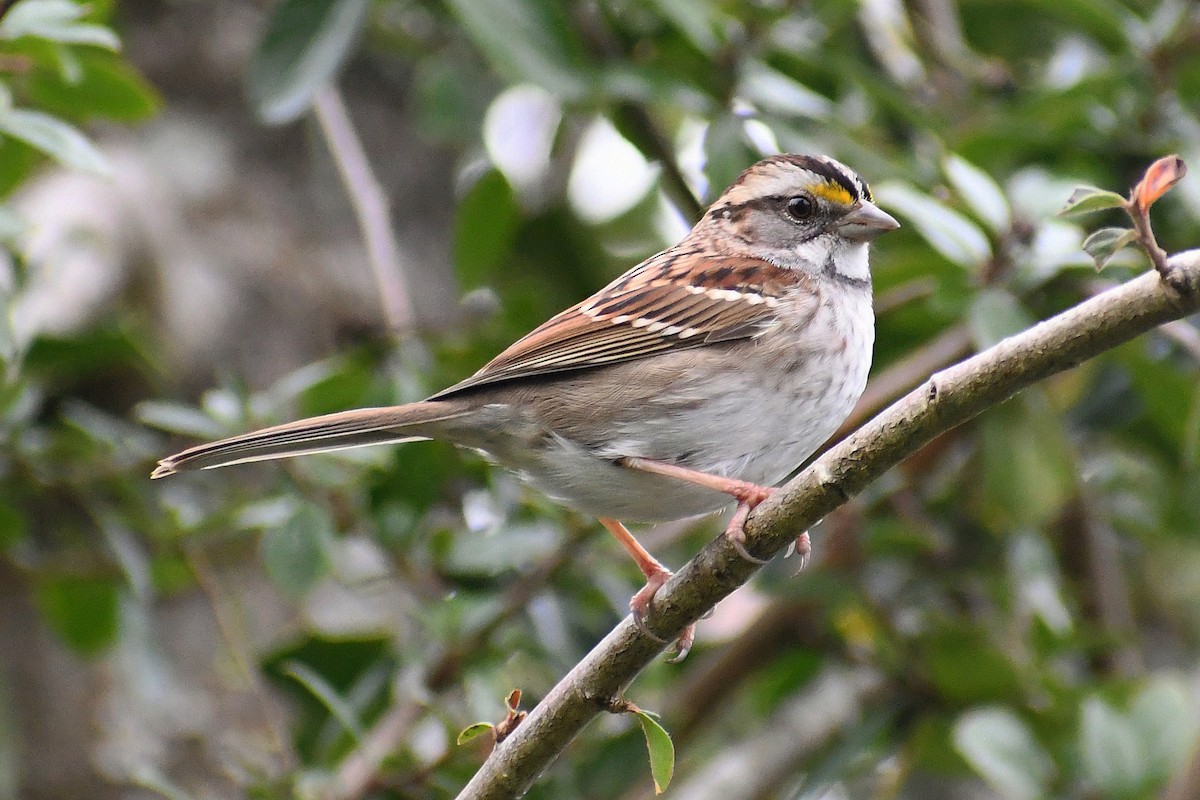 White-throated Sparrow - ML612356102