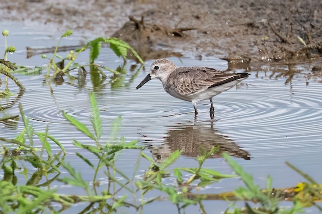 Western Sandpiper