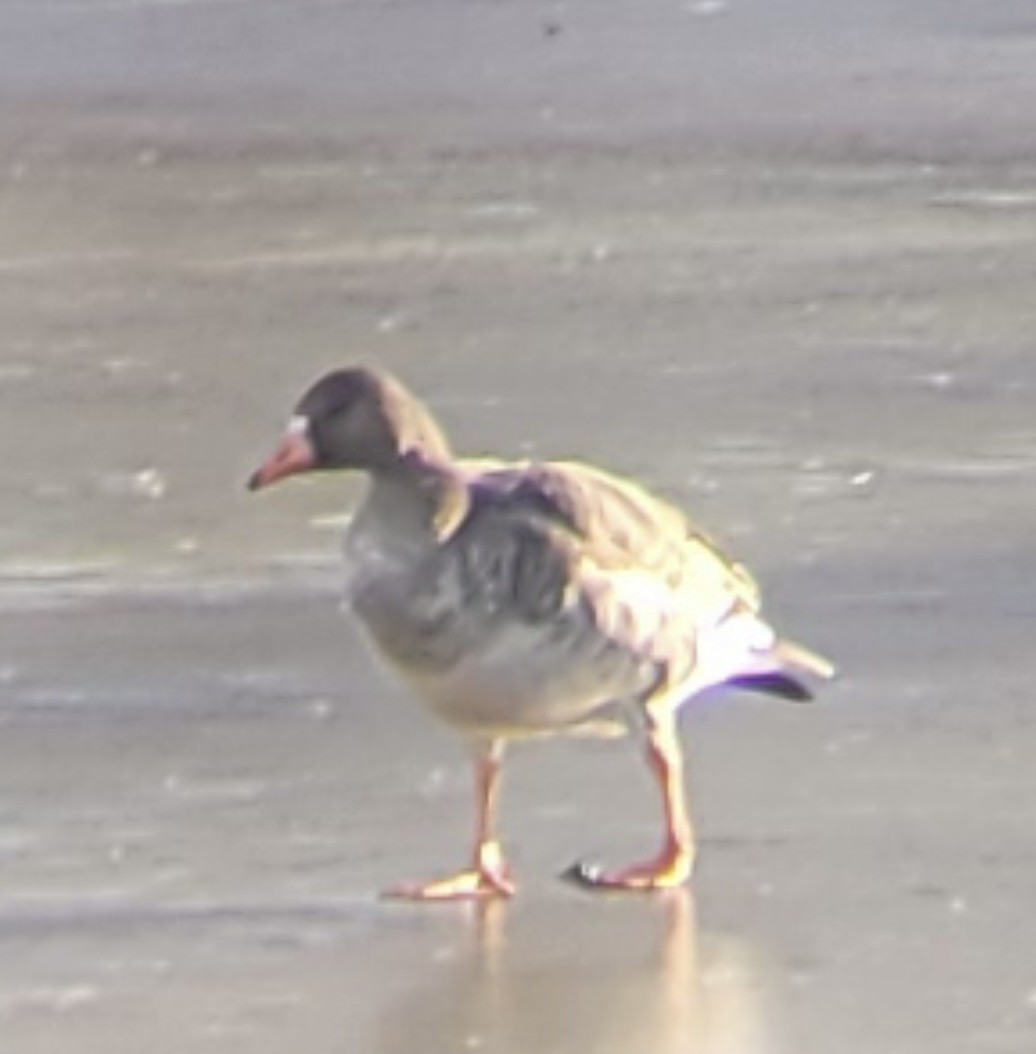 Greater White-fronted Goose - ML612356530