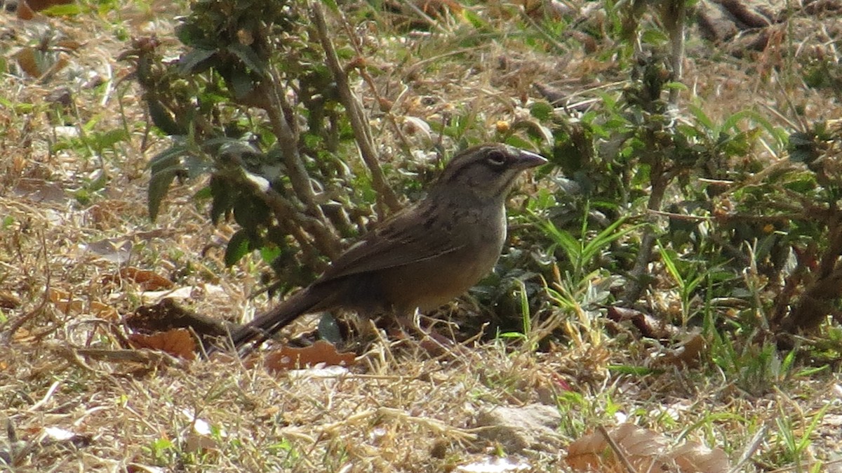Oaxaca Sparrow - ML612356582