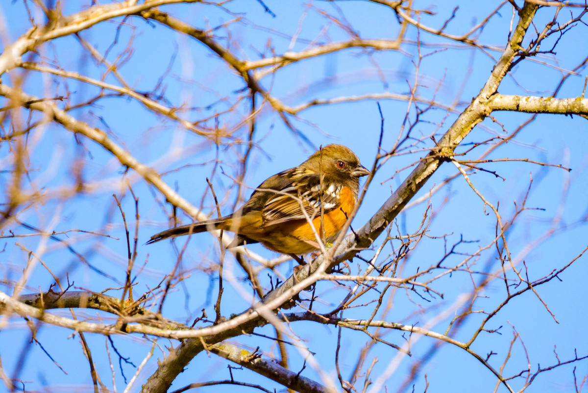 Spotted Towhee - ML612356645