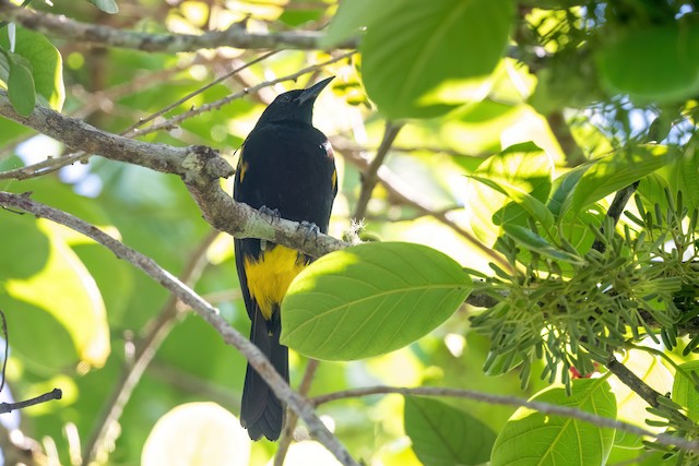 Puerto Rican Oriole