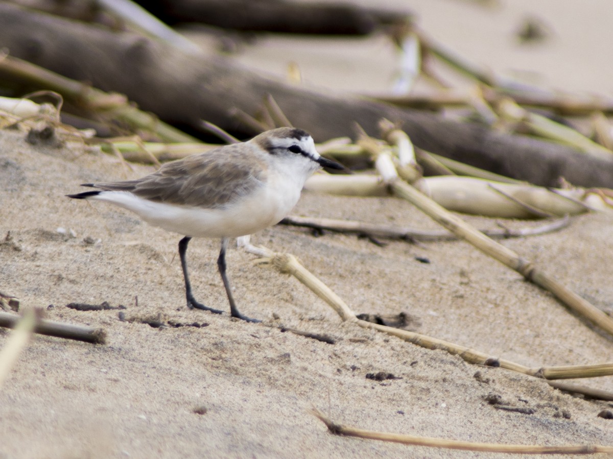 White-fronted Plover - ML612357070