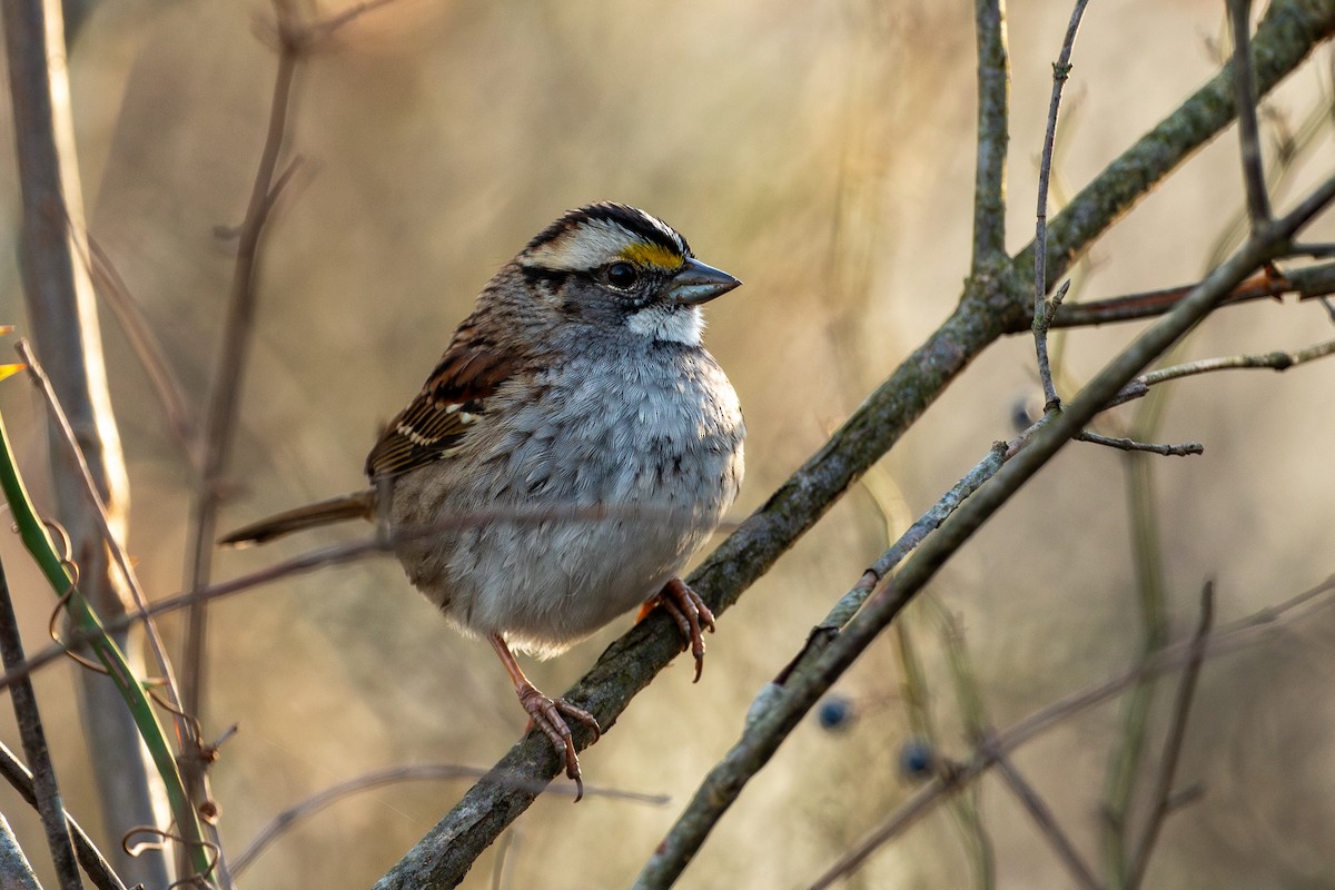 White-throated Sparrow - ML612357659
