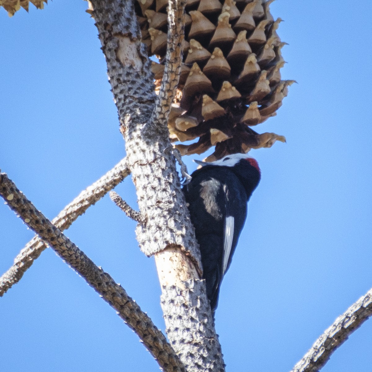 White-headed Woodpecker - ML612357674