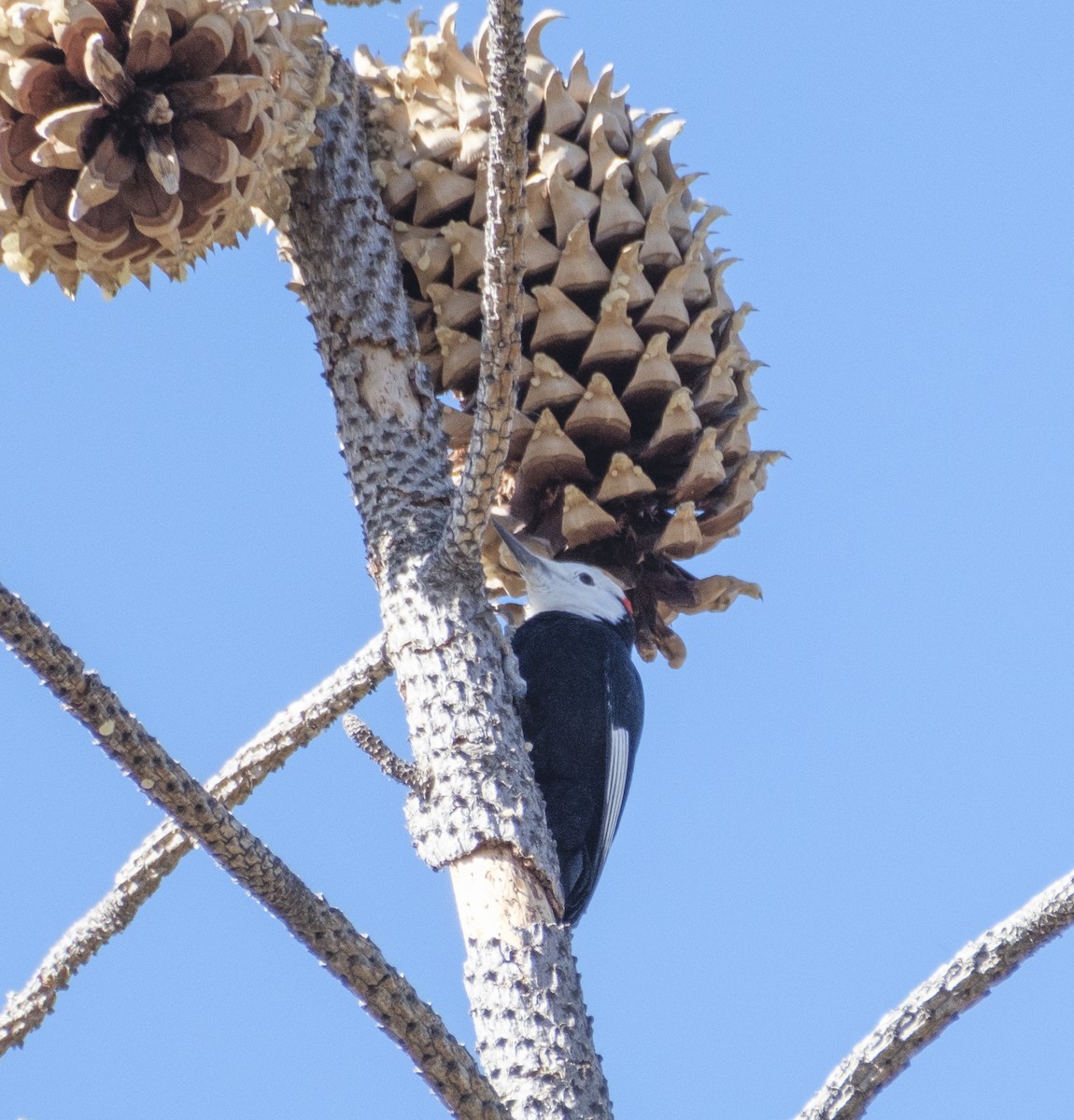 White-headed Woodpecker - ML612357675