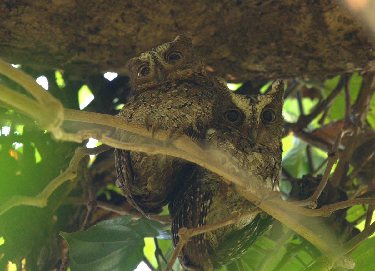 Sulawesi Scops-Owl - ML612358039