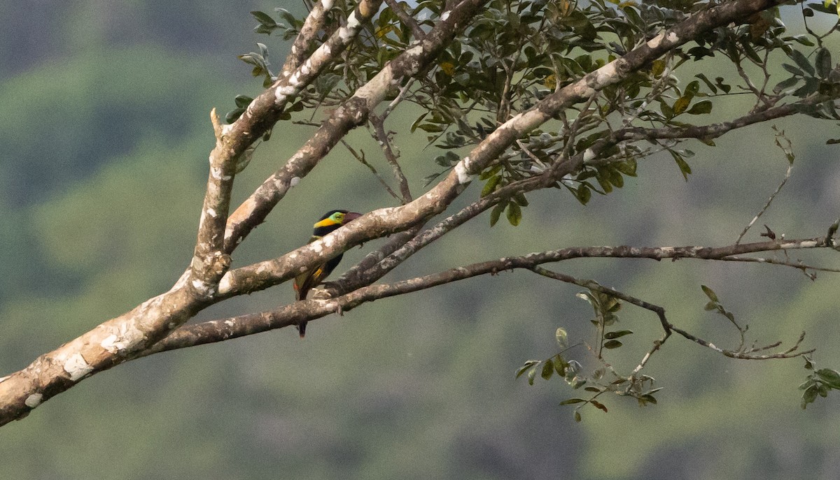 Golden-collared Toucanet (Red-billed) - ML612358164