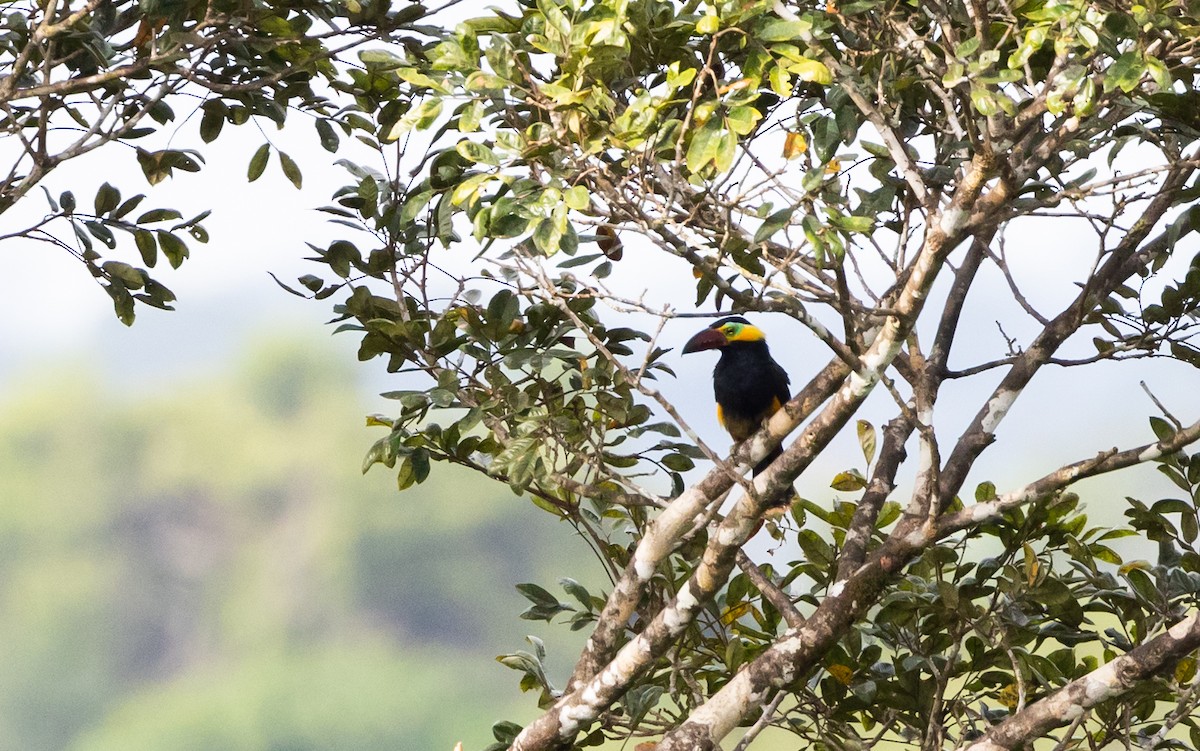 Golden-collared Toucanet (Red-billed) - ML612358234