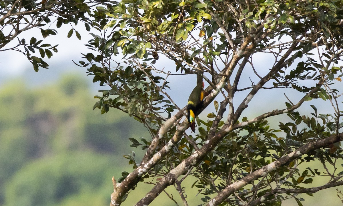 Golden-collared Toucanet (Red-billed) - ML612358274