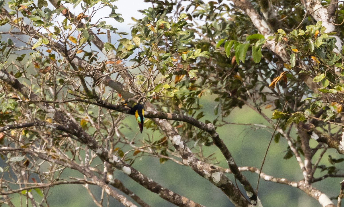 Golden-collared Toucanet (Red-billed) - ML612358275