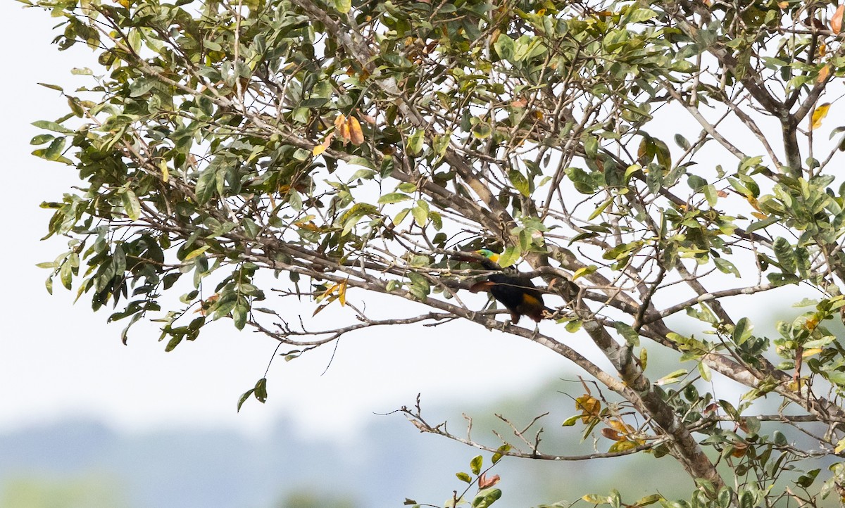 Golden-collared Toucanet (Red-billed) - ML612358276