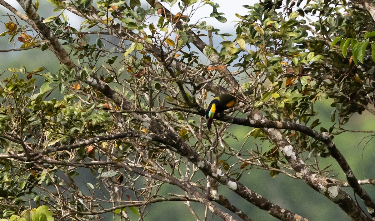 Golden-collared Toucanet (Red-billed) - ML612358346