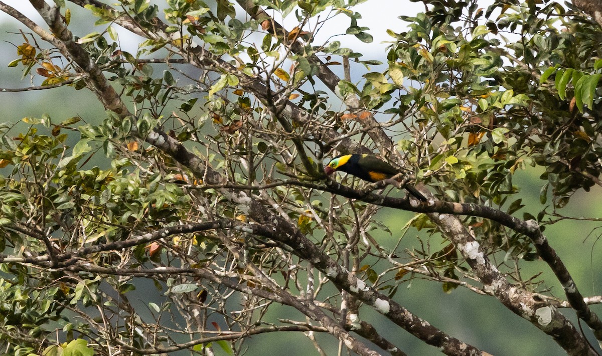 Golden-collared Toucanet (Red-billed) - ML612358347
