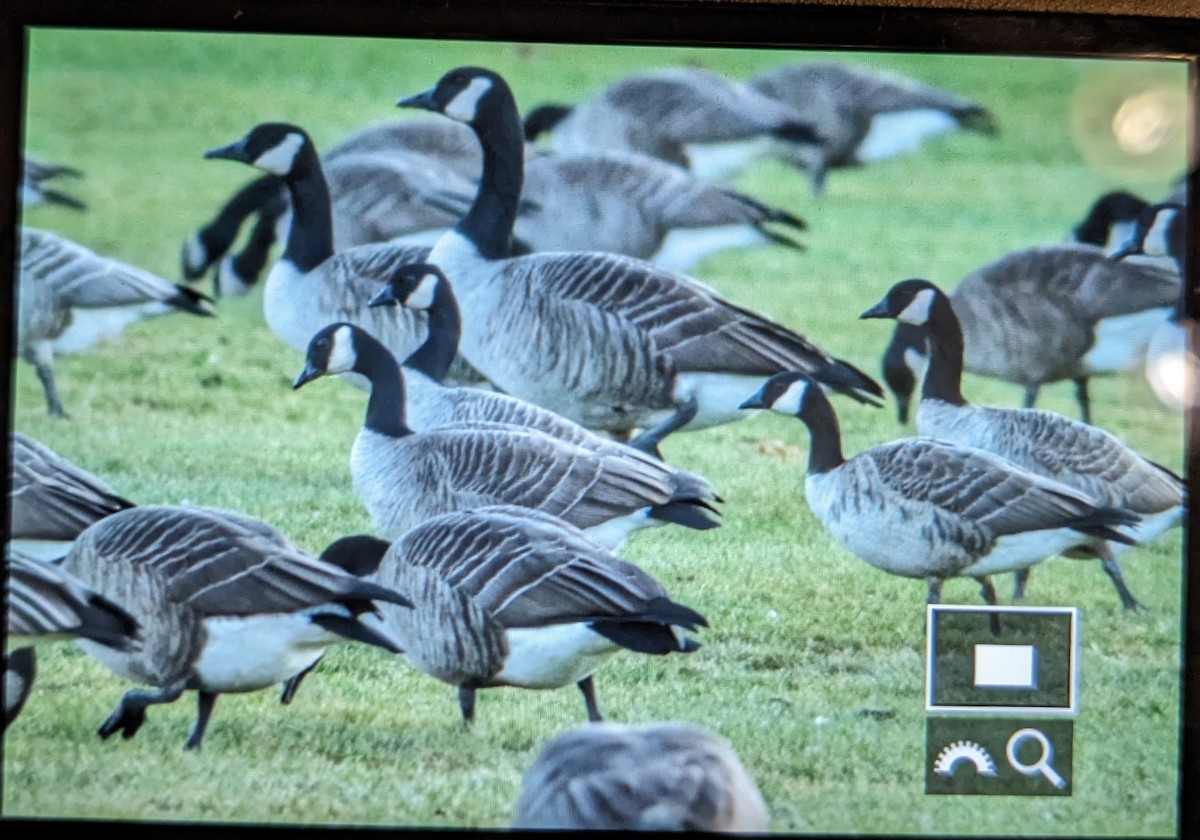 Cackling Goose (Richardson's) - ML612358443