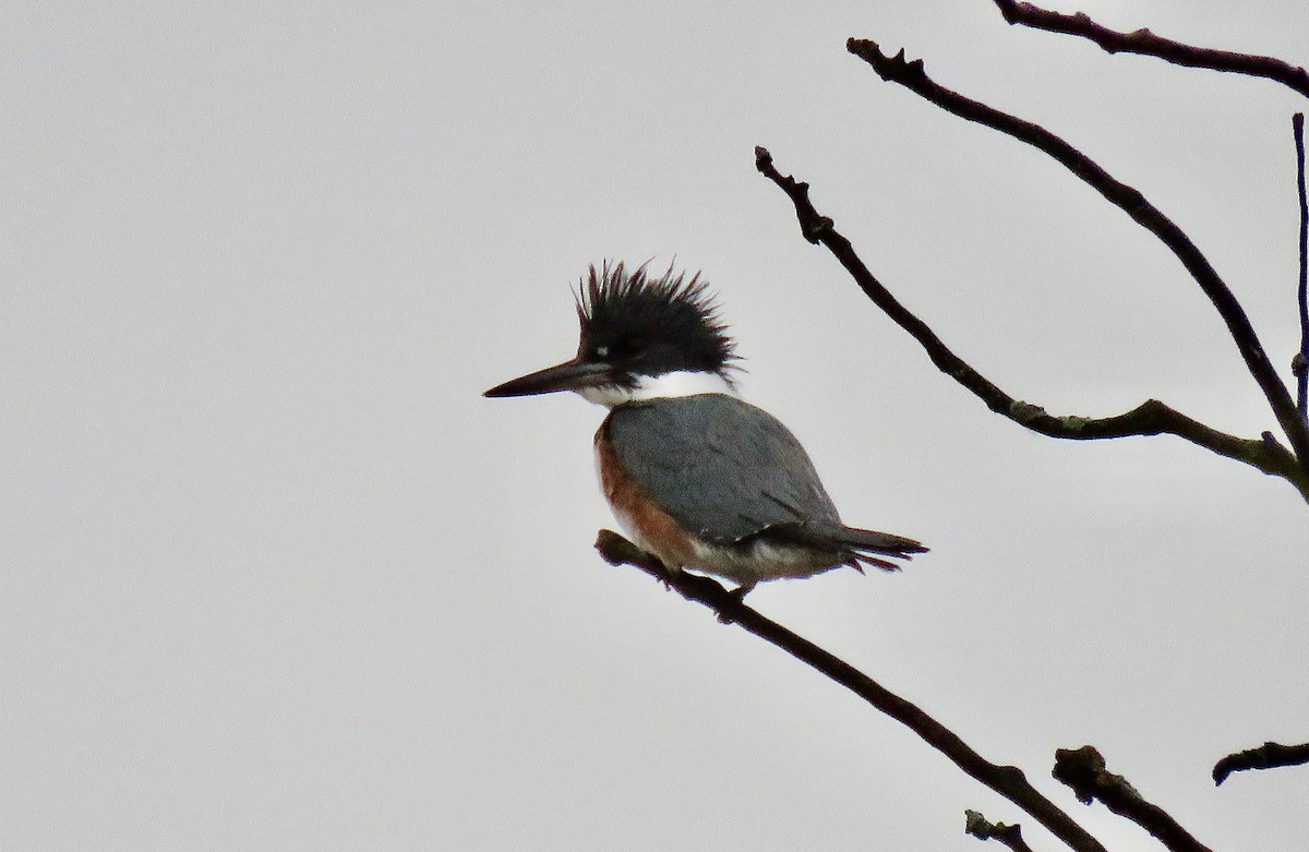 Belted Kingfisher - ML612358791