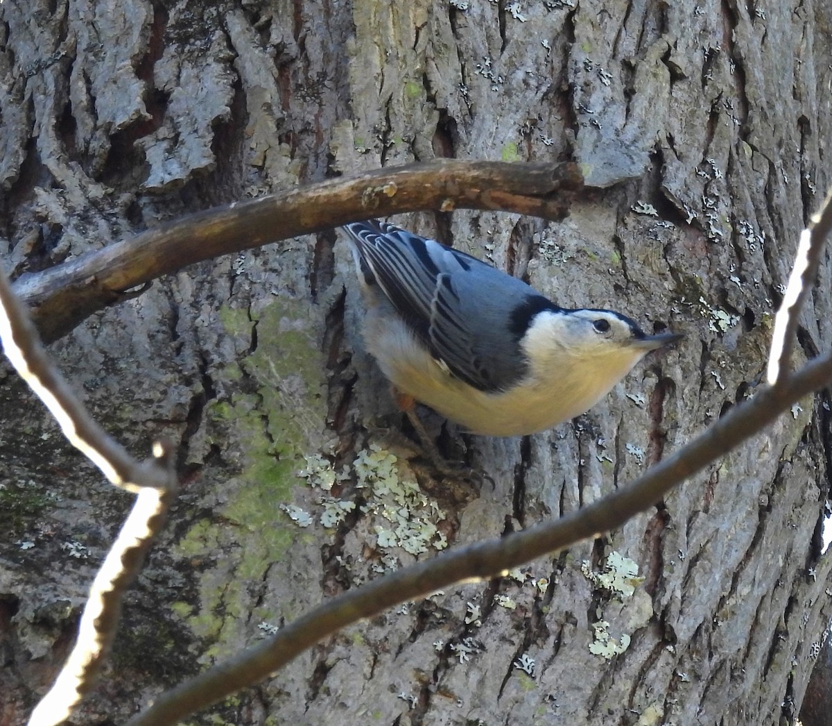 White-breasted Nuthatch (Eastern) - Corvus 𓄿