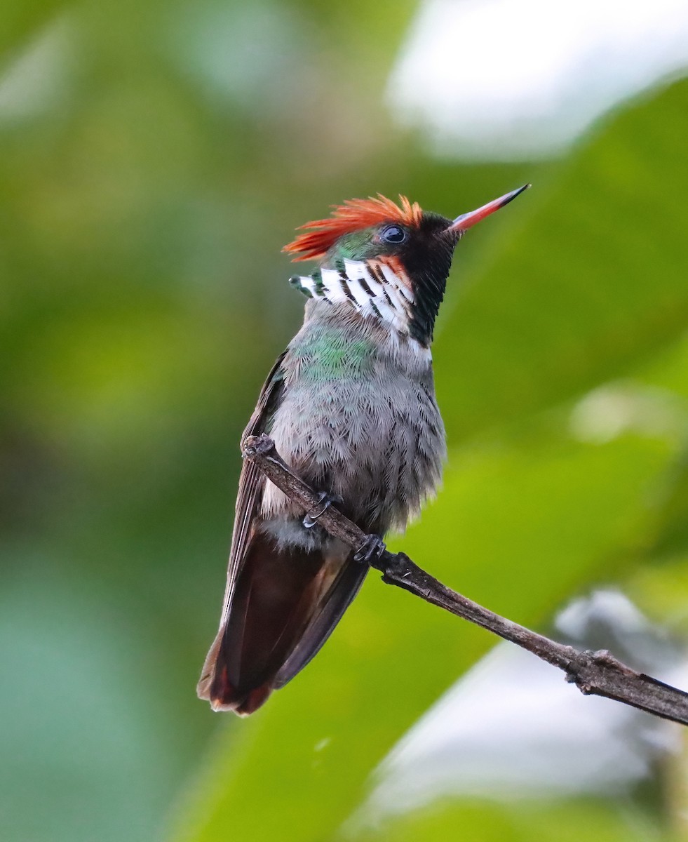 Frilled Coquette - ML612359170