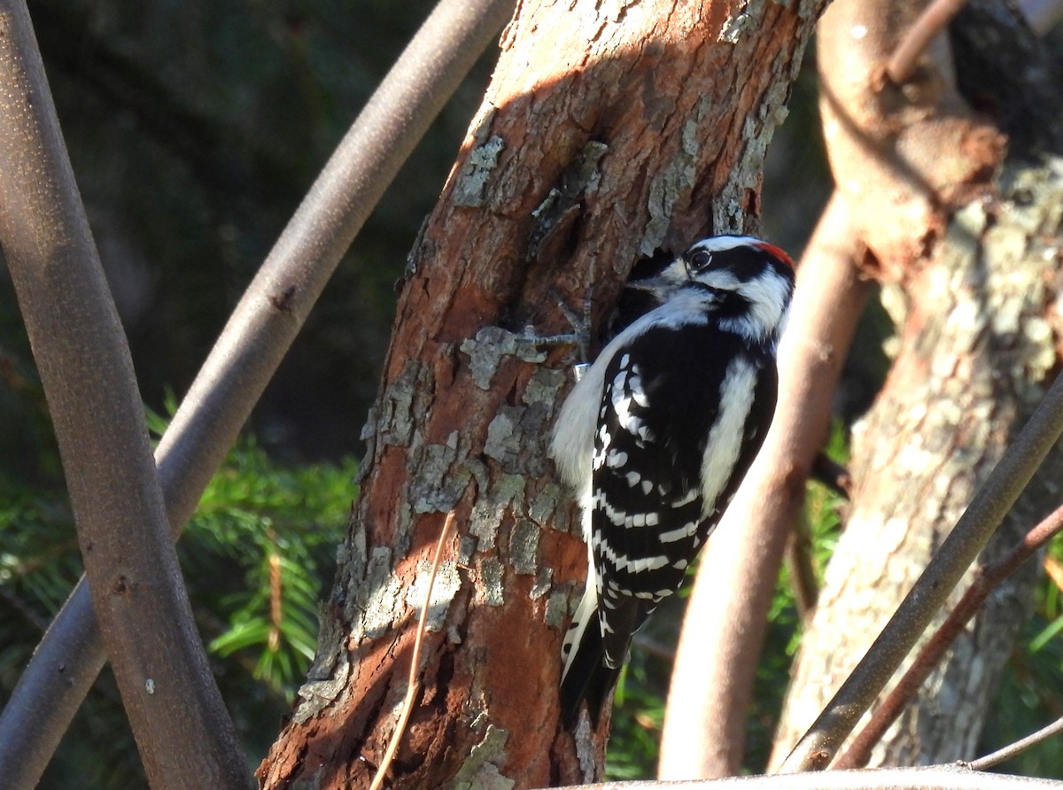 Downy Woodpecker - Corvus 𓄿