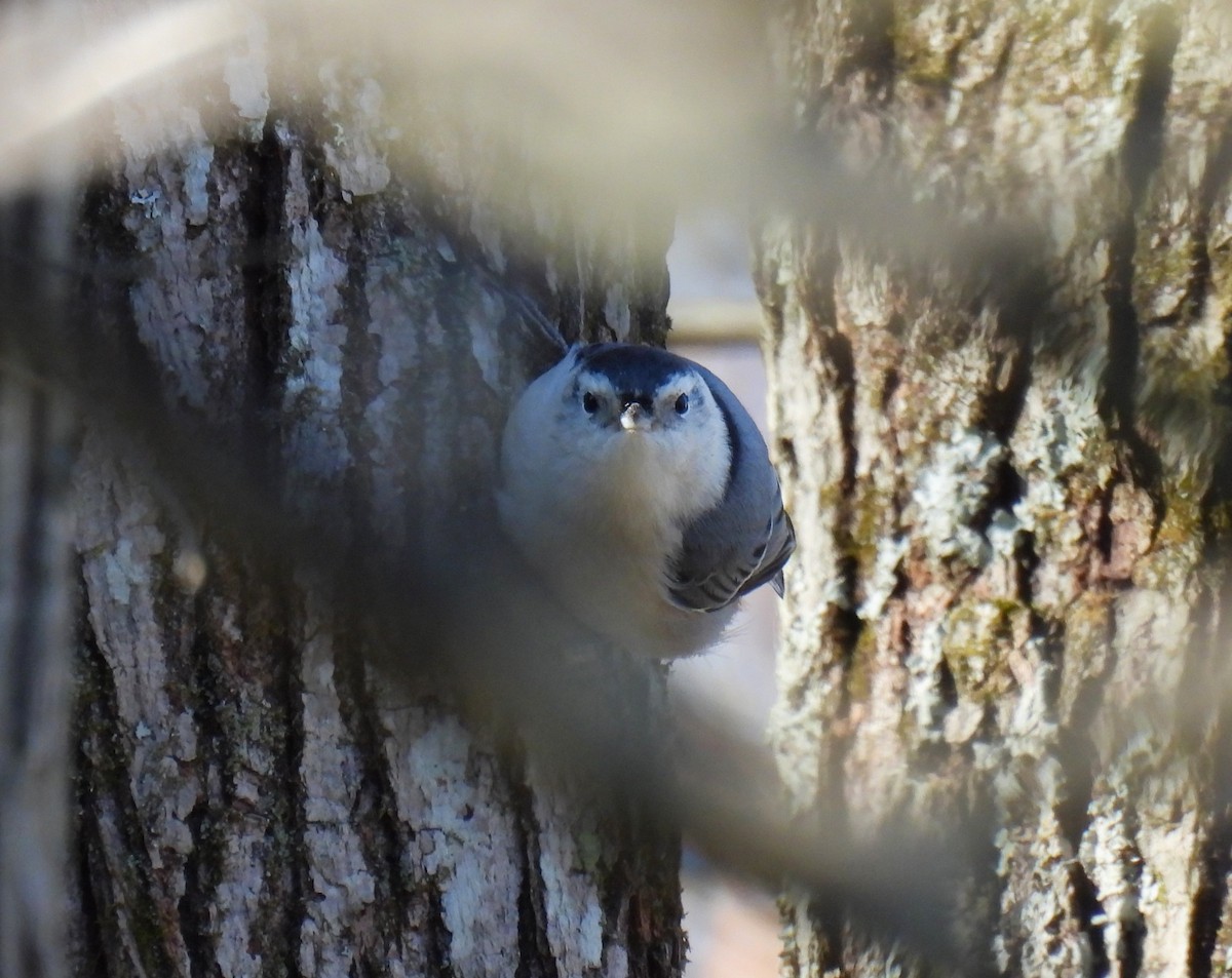 White-breasted Nuthatch (Eastern) - ML612359217