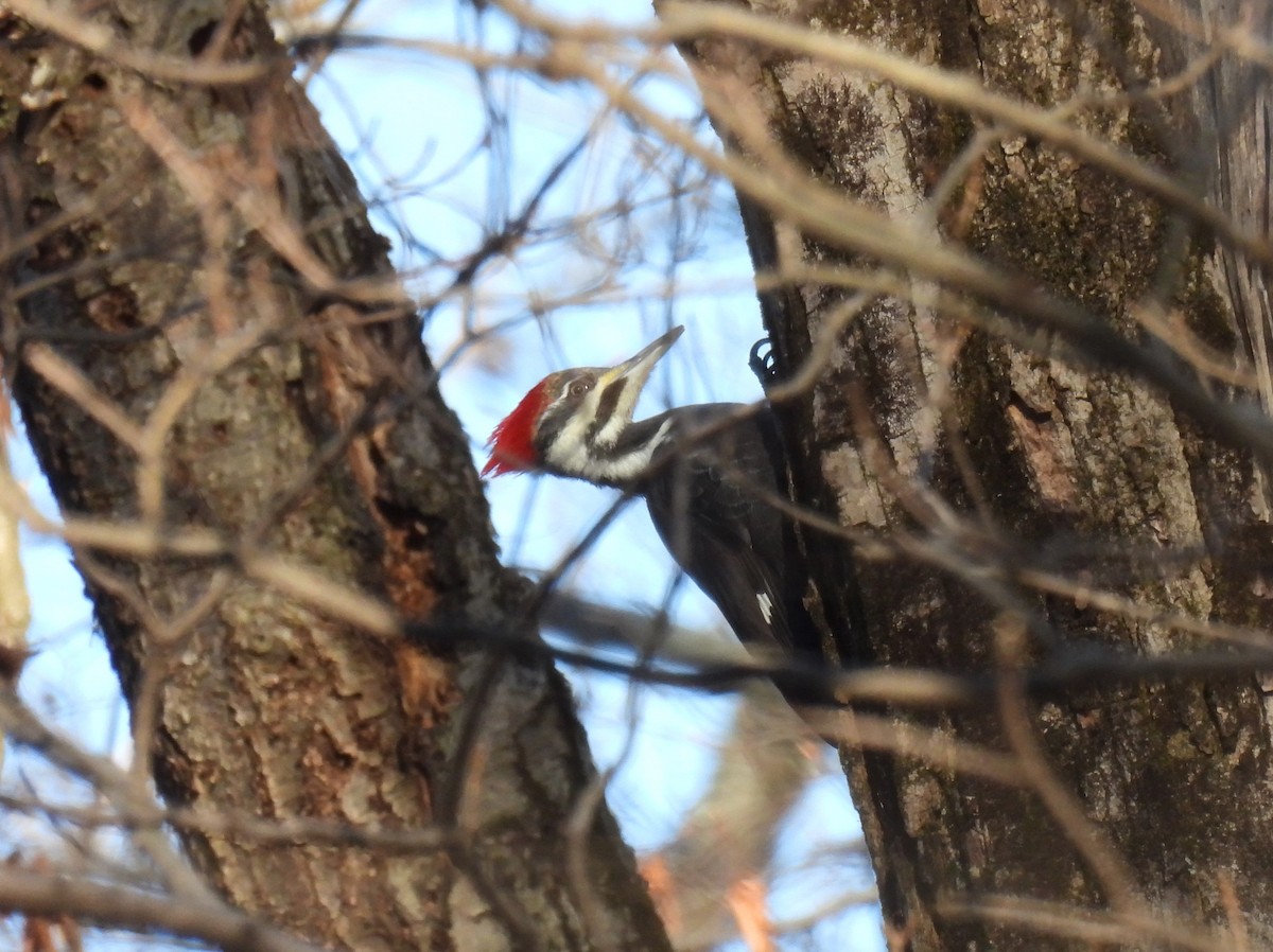 Pileated Woodpecker - ML612359290