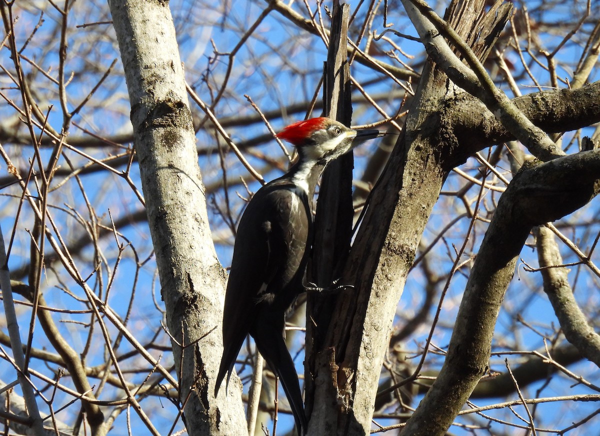Pileated Woodpecker - ML612359293