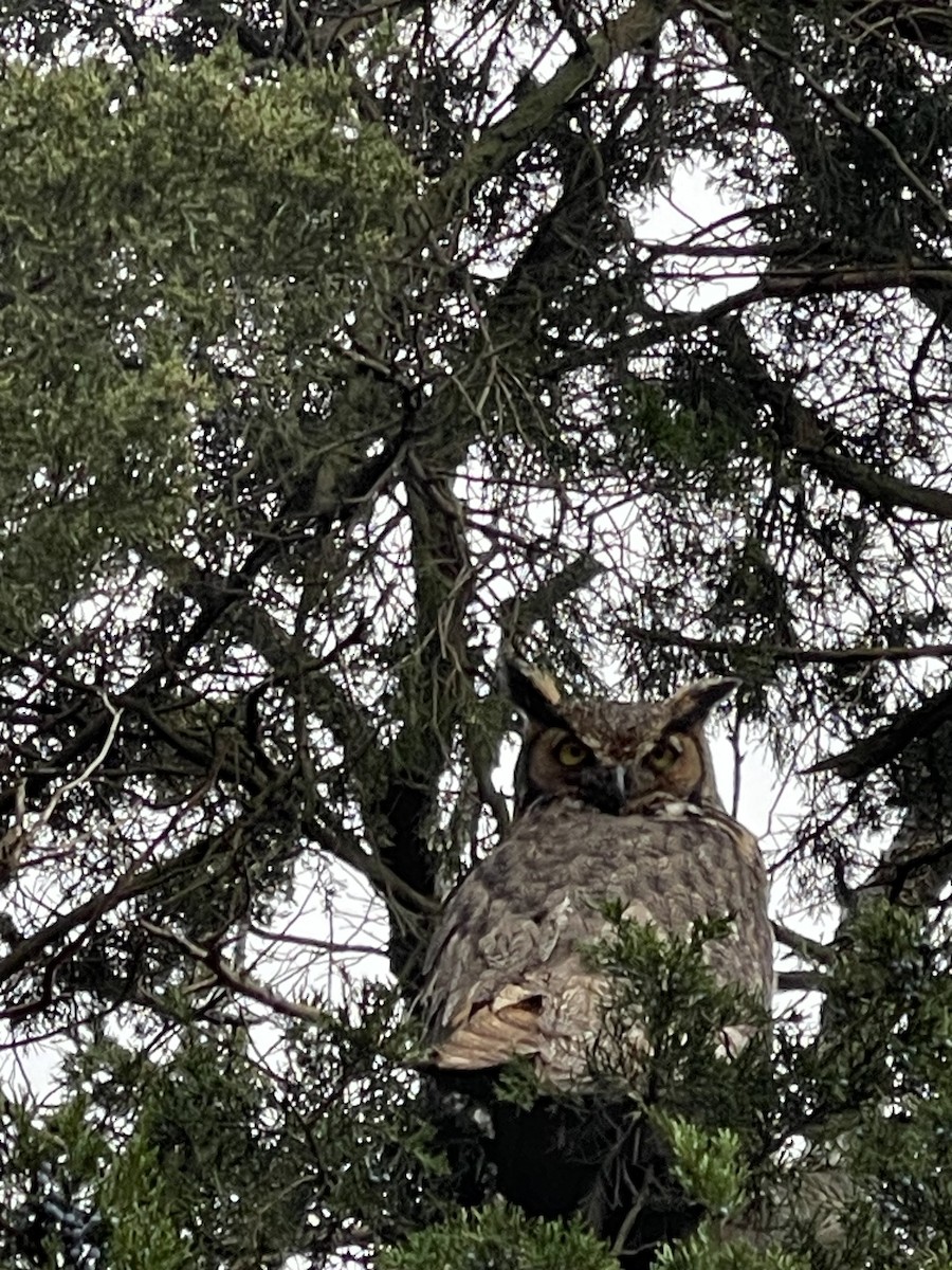 Great Horned Owl - ML612359360