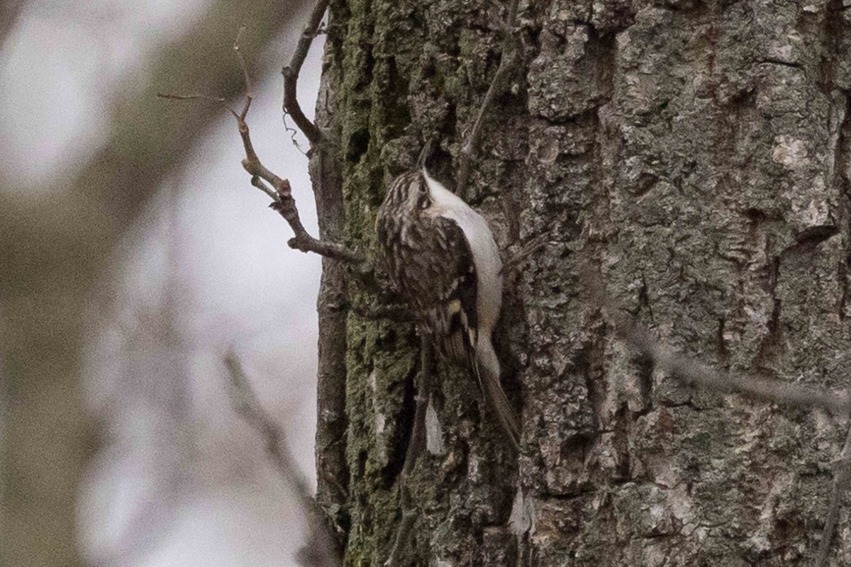 eBird Checklist 17 Dec 2023 Southside Oakdale campus 15 species