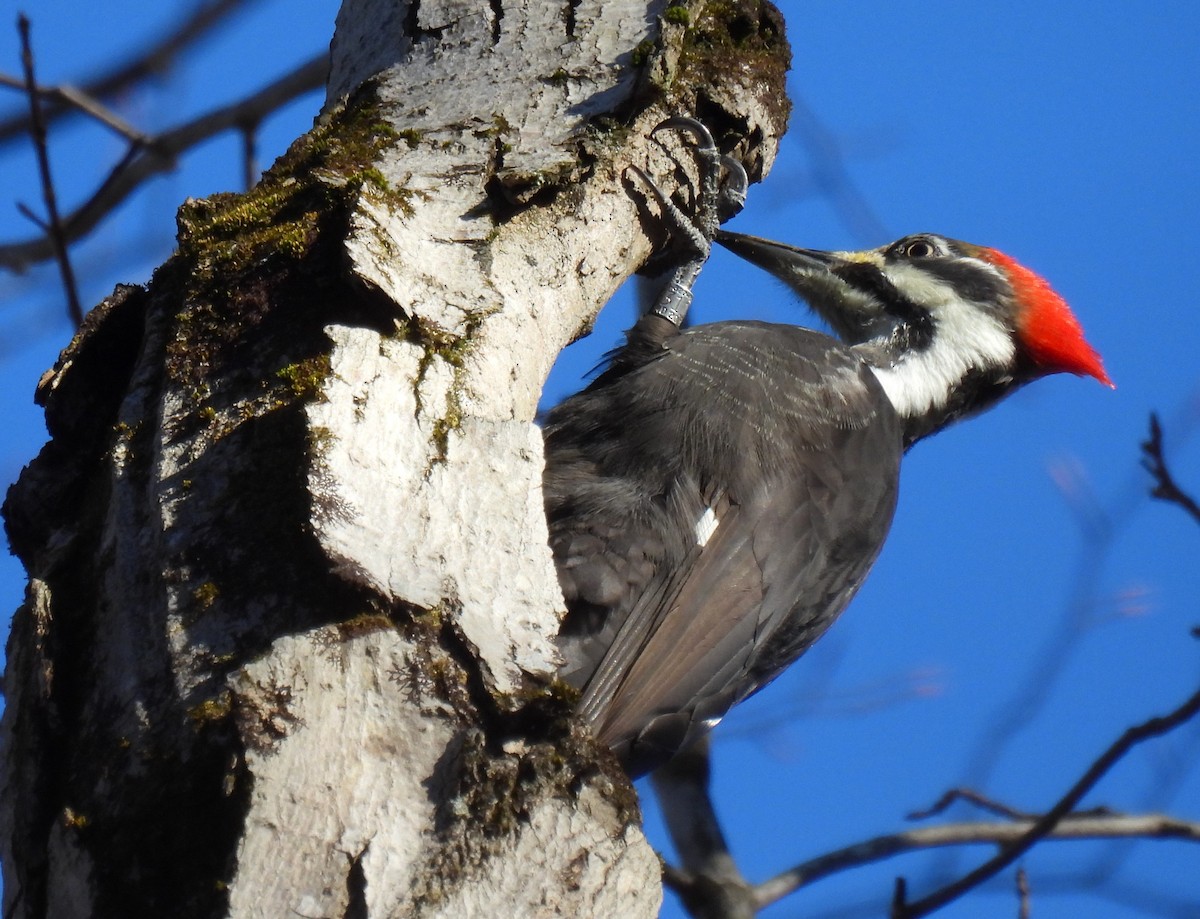 Pileated Woodpecker - ML612359459