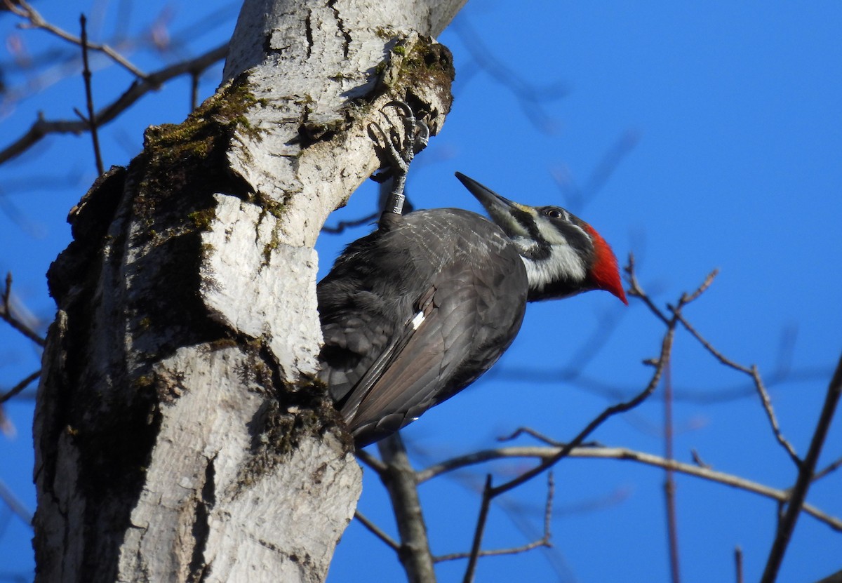 Pileated Woodpecker - ML612359460
