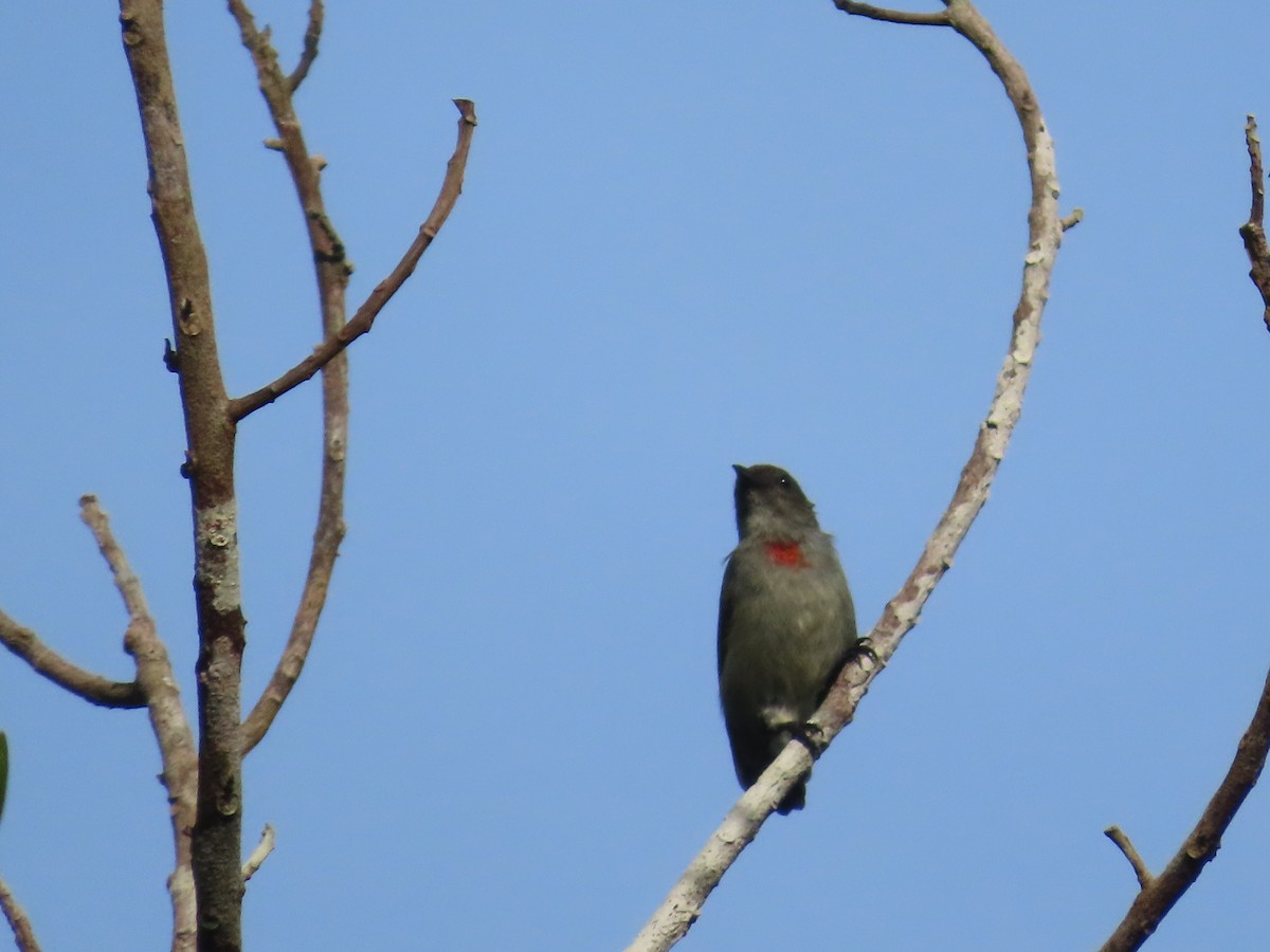 Red-capped Flowerpecker - ML612359561