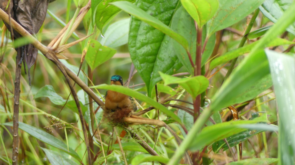 kolibřík fialovohrdlý - ML612359640